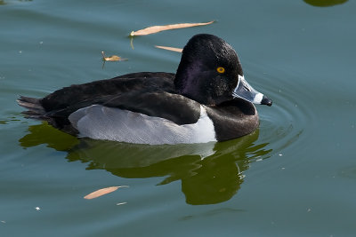 Ring-necked Duck