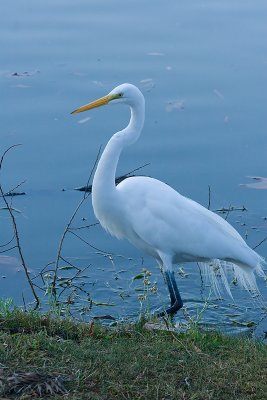 great Egret