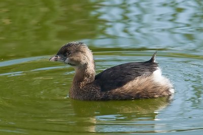 Pied-billed Grebe