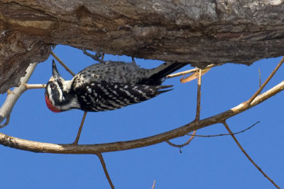 Nuttalls Woodpecker