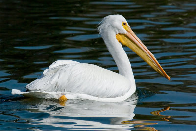 White Pelican