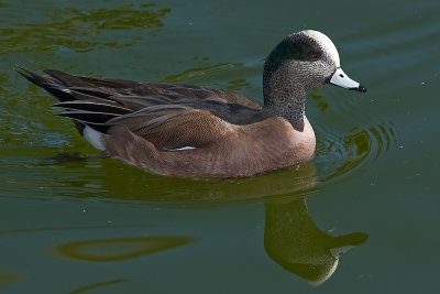 American Wigeon