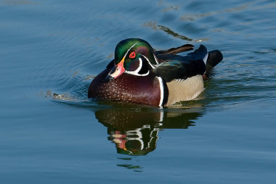 Wood Duck - male