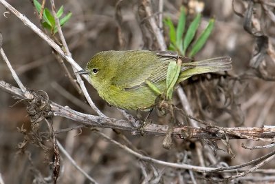 Common Yellowthroat - female