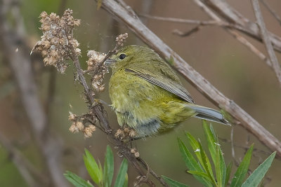 Common Yellowthroat - female