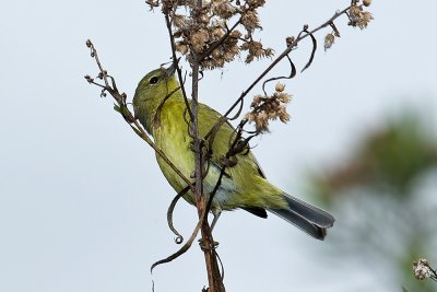 Common Yellowthroat - female