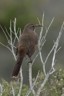 California Thrasher