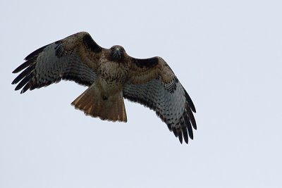 Red-tailed Hawk