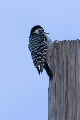 Nuttalls Woodpecker - female