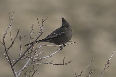 Phainopepla -female