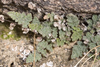 Cloak Fern (Cheilanthes parryi)