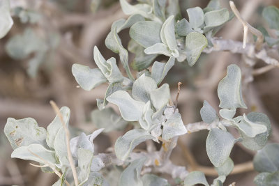 Brittlebush (Encelia farinosa)