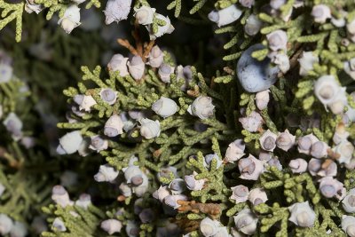 California  Juniper ( Juniperus californica )