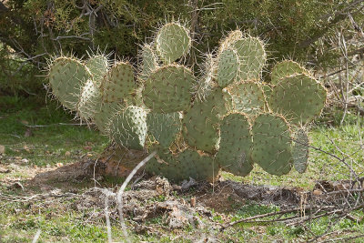 Pancake Prickly-pear (Opuntia chlorotica)