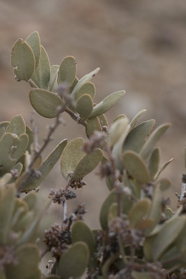 Goatnut or Jojoba (Simmondsia chinensis)
