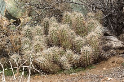 Hedgehog Cactus (Echinocereus englemannii)