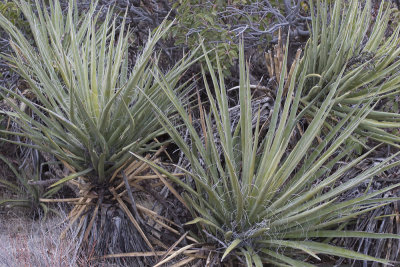 Mohave Yucca (Yucca schidigera)