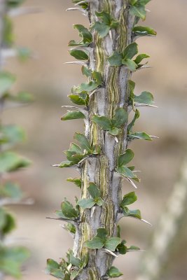 Ocotillo (Fouquieria splendens)