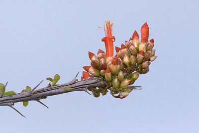 Ocotillo (Fouquieria splendens)