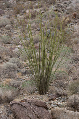 Ocotillo (Fouquieria splendens)