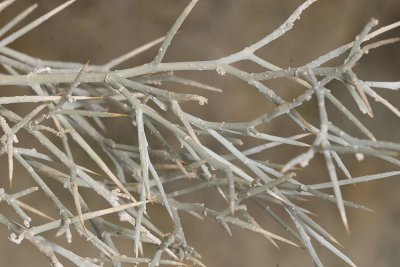 Smoke Tree - close up
