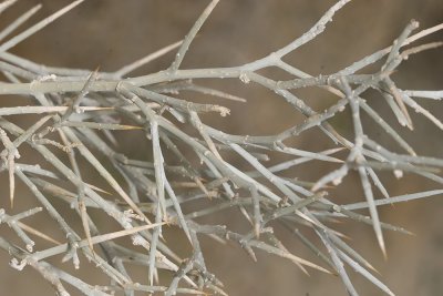 Smoke Tree (Psorothamnus spinosus)