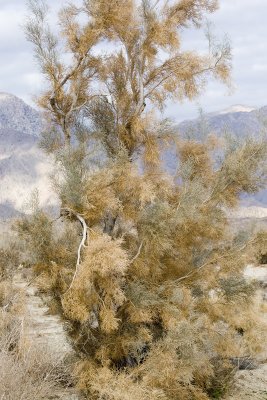 Smoke Tree