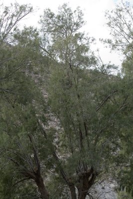 Tamarisk (Tamarix ramosissima)