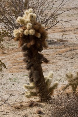 Teddy-bear Cactus (Cylindropuntia bigelovii)