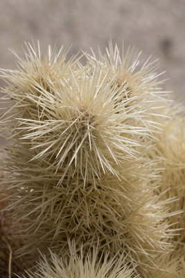 Teddy-bear Cactus (Cylindropuntia bigelovii)