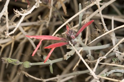Chuparosa (Justicia californica)