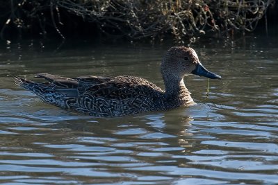 Northern Pintail - female