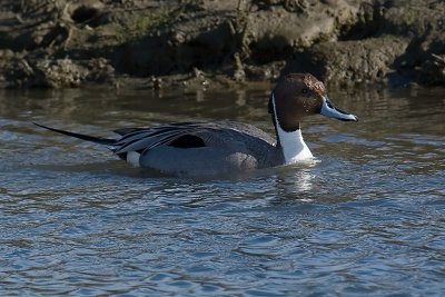 Northern Pintail - male