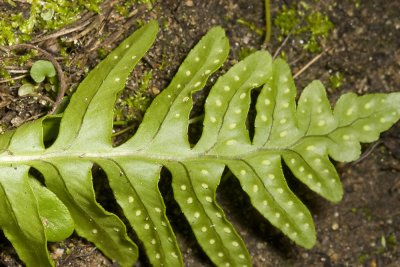 California Polypody (Polypodium californicum)