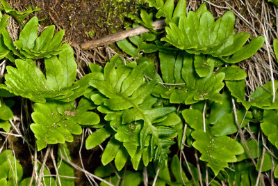 California Polypody (Polypodium californicum)