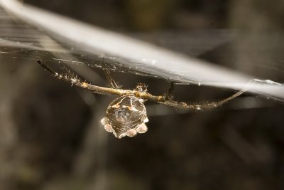 Silver Argiope (Argiope argentata)