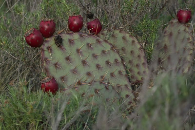 Coast Prickley Pear  (Opuntia littoralis)