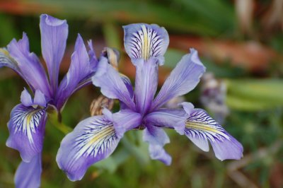 Yeah, some blue flowers