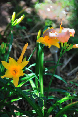 Some more lillies....