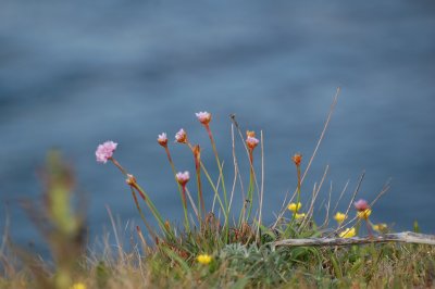 Flowers over the water