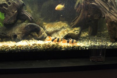 Two of the Clown Loaches and the remaining golden ram