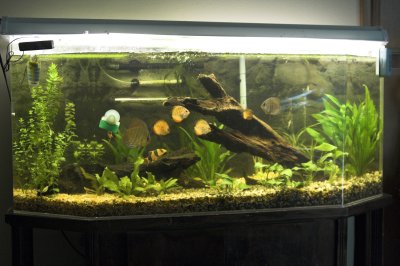 A recent shot of the 65. Note the new driftwood and how the plants have grown