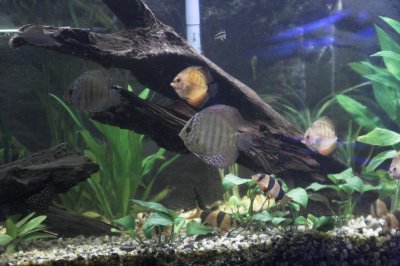 A group of the inhabitants of the 65: clown loaches and discus