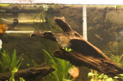 3 Red Discus and a siamese algae eater in the background