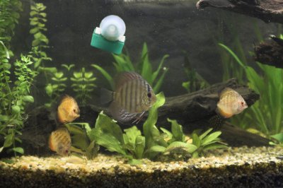 The large blue discus and the 3 reds