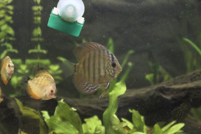 The large blue discus and a couple of his smaller buddies