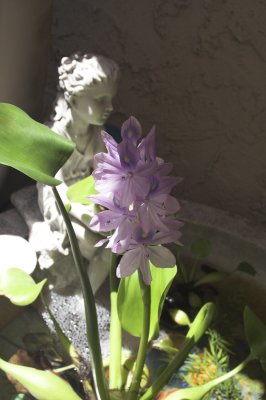 Large water hyacinth bloom