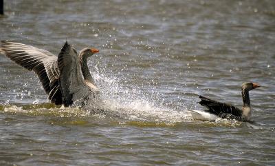 Gray lag geese water landing