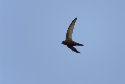 Common swift