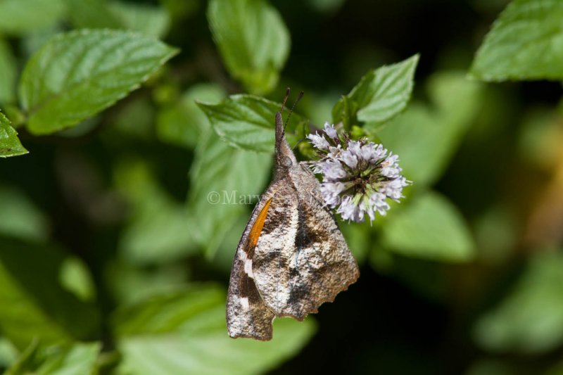 American Snout _MG_7091.jpg